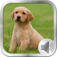 Icon of program: Dog Sounds Ringtones