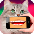 iCat: Cat Translator icon