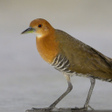 プログラムのアイコン：Slaty-legged Crake Bird C…