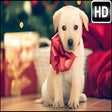 Icon of program: Puppy Wallpaper Cute Pupp…