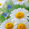 程序图标：Camomiles live wallpaper