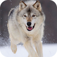 プログラムのアイコン：Wolf Live Wallpaper