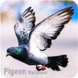 HD Pigeon Wallpaper