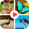 程序图标：Animals Learning