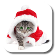 Icon of program: Christmas Cat Live Wallpa…