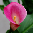 Ikona programu: Calla Lilly Wallpapers HD