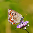 Icon of program: Rainy Flowers Live Wallpa…