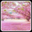 Bunga Sakura wallpaper icon