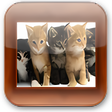 Icoon van programma: Free Photo Frame