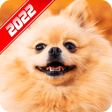 Icon of program: Pomeranian Wallpaper