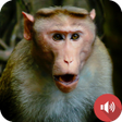 프로그램 아이콘: Monkey Sounds