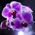 Icon of program: Orchids Live Wallpaper