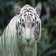 Icon of program: Wild Tigers Screensaver
