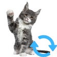 ไอคอนของโปรแกรม: Cat of the moment