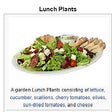 Salad to Lunch Plants icon