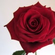 Ikona programu: Choice of Romance: Affair…