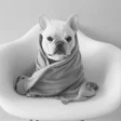 أيقونة البرنامج: French Bulldog Wallpapers