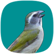 プログラムのアイコン：Trinca Ferro Verdadeiro