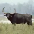 Buffalo  Bison Sounds