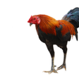 程序图标：คู่มือไก่ชน
