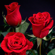 Иконка программы: Rose GIF Live Wallpaper