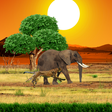 プログラムのアイコン：Safari Live Wallpaper