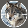 Ícone do programa: Animals Hunt: Shooting ga…
