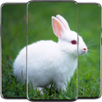 Icono de programa: Rabbit Wallpaper