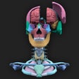 プログラムのアイコン：The Brain AR App