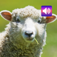 Biểu tượng của chương trình: Sheep Sounds
