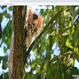 Icon of program: Cats Background Tab Theme