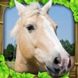 Icon of program: Wild Horse Simulator