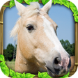 Programın simgesi: Wild Horse Simulator