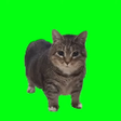 Icon of program: Oiiaoiia Cat Live Wallpap…
