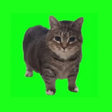 Oiiaoiia Cat Live Wallpaper icon