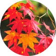 Programikonen: Autumn Wallpaper