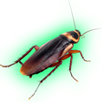 プログラムのアイコン：KillCockroach