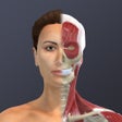 Chronic Migraine Anatomy icon