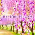 Benifuji Flowers Theme
