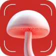Biểu tượng của chương trình: Mushroom Identification: …