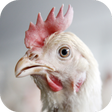Icon of program: Chicken Sounds