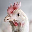 Programikonen: Chicken Sounds