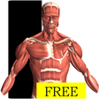 Ikon program: Visual Anatomy Free