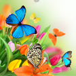 Ícone do programa: Butterfly Live Wallpaper