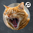 أيقونة البرنامج: Cat Sounds wallpaperssms