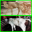 Ikona programu: cow disease and how to tr…