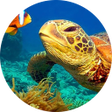 ไอคอนของโปรแกรม: NatGeo Wild HD