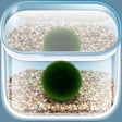 プログラムのアイコン：The Marimo