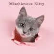 Mischievous Kitty Theme