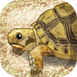 程序图标：癒しのカメ育成ゲーム